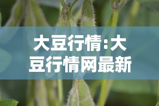 大豆行情:大豆行情网最新网站 大豆行情:大豆行情网最新网站