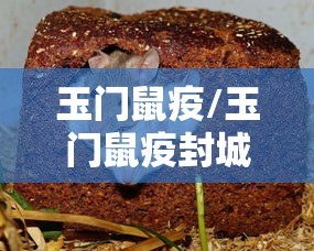 玉门鼠疫/玉门鼠疫封城 玉门鼠疫/玉门鼠疫封城